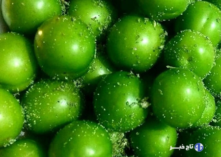 ۴۶۰ هکتار از باغات شهرستان تبریز به کشت آلوچه و گوجه سبز اختصاص دارد
