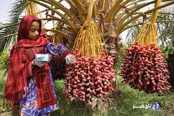 آغاز برداشت ۲۴ هزار تن خرما در سراوان