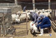 بهره مندی ۱۰۰ روستا در سیستان و بلوچستان از خدمات رایگان دامپزشکی