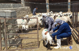 بهره مندی ۱۰۰ روستا در سیستان و بلوچستان از خدمات رایگان دامپزشکی