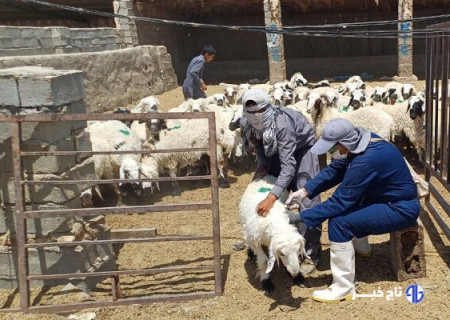 بهره مندی ۱۰۰ روستا در سیستان و بلوچستان از خدمات رایگان دامپزشکی