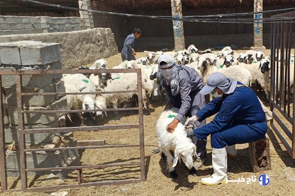 بهره مندی ۱۰۰ روستا در سیستان و بلوچستان از خدمات رایگان دامپزشکی