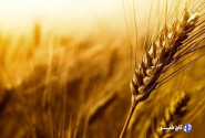 خرید ۱۴۰ هزار تن گندم از کشاورزان لرستانی