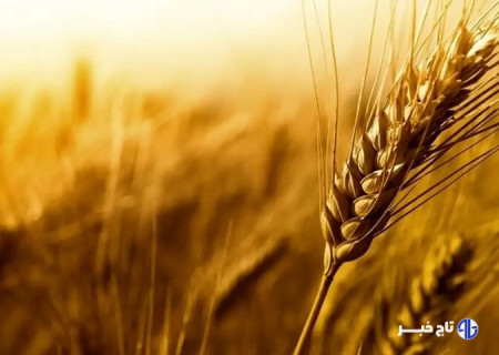 خرید ۱۴۰ هزار تن گندم از کشاورزان لرستانی