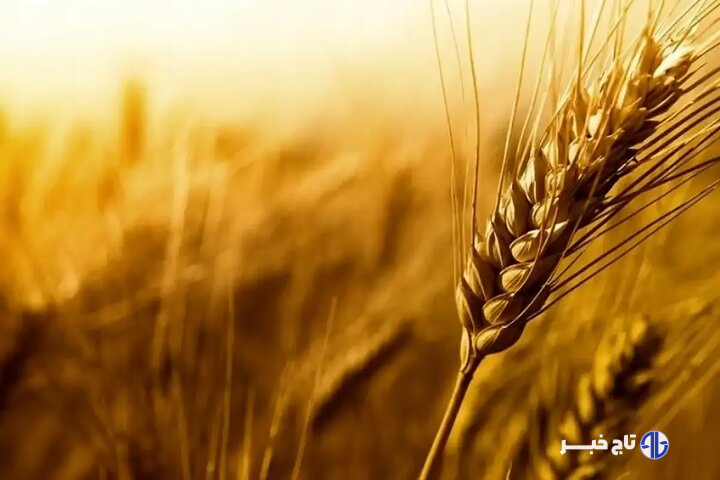 خرید ۱۴۰ هزار تن گندم از کشاورزان لرستانی