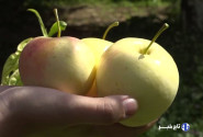 سرزمین سیب‌های شیرین!