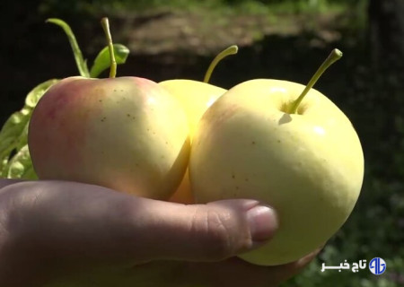 سرزمین سیب‌های شیرین!