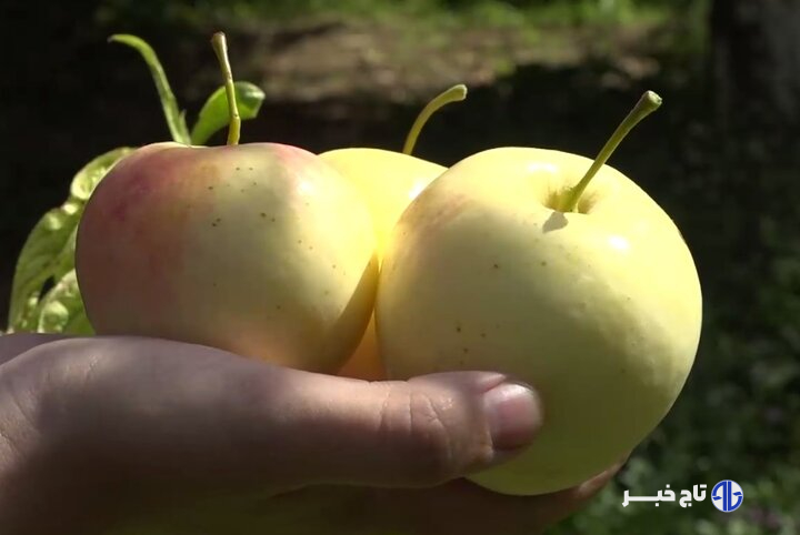 سرزمین سیبهای شیرین!