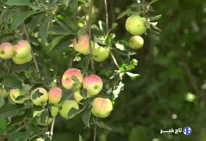 سرزمین سیب‌های شیرین!