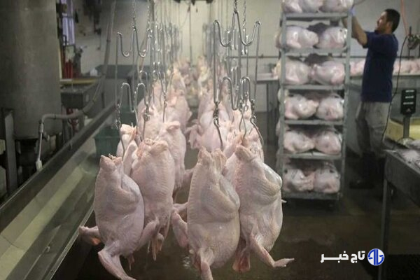 قزوین در رتبه سوم کشوری در تولید گوشت بوقلمون قرار گرفت
