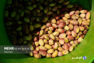 پسته ایلخچی توان رقابت در سطح ملی را دارد