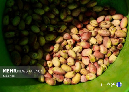پسته ایلخچی توان رقابت در سطح ملی را دارد