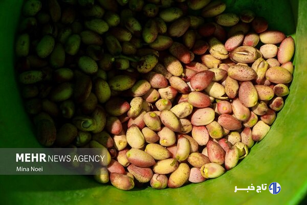پسته ایلخچی توان رقابت در سطح ملی را دارد