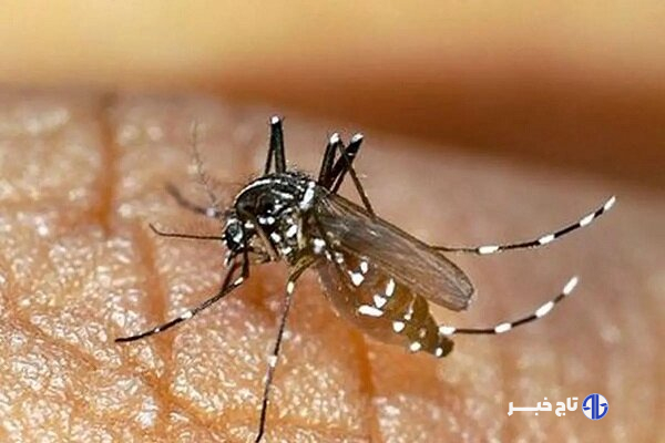 پشه آئدس معضل هرساله جنوب سیستان و بلوچستان