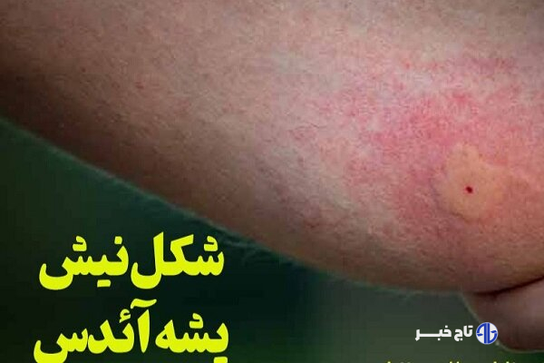 پشه آئدس معضل هرساله جنوب سیستان و بلوچستان