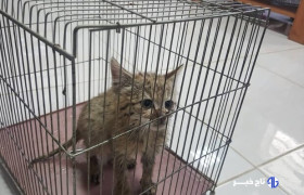 افزایش حمله گربه ها به شهروندان تهرانی