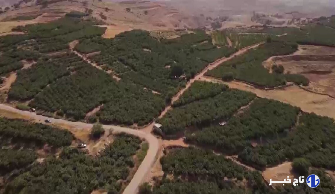 انجیرها رسیدند اما آب نرسید!