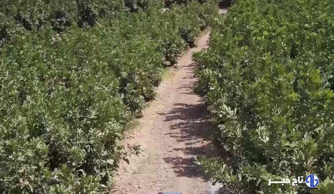 انجیرها رسیدند اما آب نرسید!