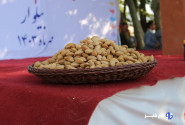 «بادام مامایی» گنجی در دل کوهستان