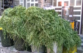 بانویی که مزرعه را کارخانه کرد!