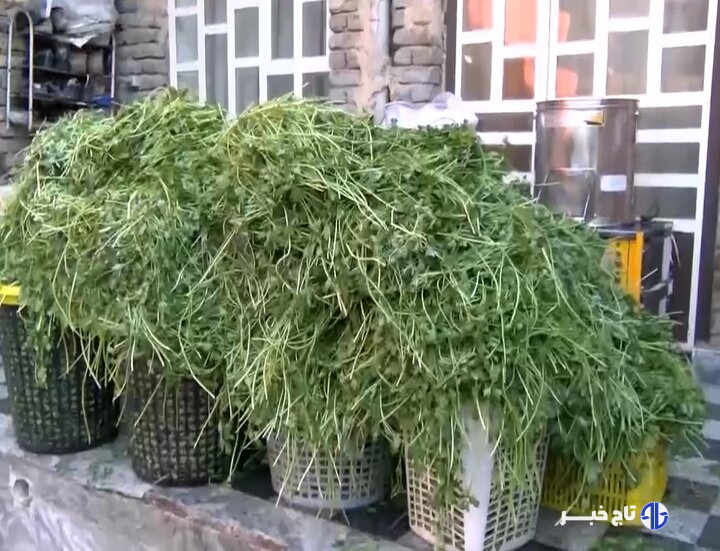 بانویی که مزرعه را کارخانه کرد!