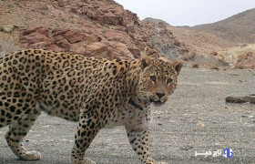 ثبت تصویر پلنگ ایرانی در کوه مُعلی نائین با دوربین‌های تله‌ای