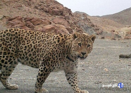 ثبت تصویر پلنگ ایرانی در کوه مُعلی نائین با دوربین‌های تله‌ای