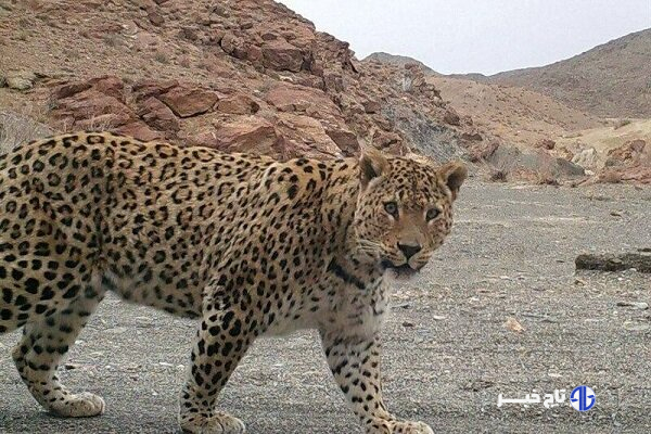 ثبت تصویر پلنگ ایرانی در کوه مُعلی نائین با دوربین‌های تله‌ای