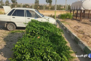 خودروی حاوی گیاه قاچاق چلم محور شاهرود- تهران توقیف شد