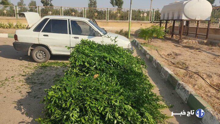 خودروی حاوی گیاه قاچاق چلم محور شاهرود- تهران توقیف شد