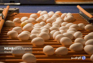 صادرات ۲۱۰ تن تخم‌مرغ از خراسان جنوبی به کشورهای همسایه
