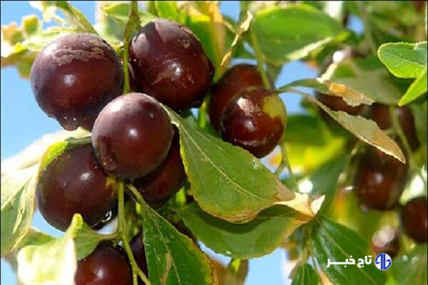 قطب عناب ایران گرفتار خام‌فروشی؛ کشاورزان امیدوار به رونق بازار