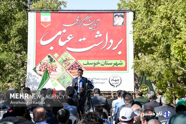 قطب عناب ایران گرفتار خام‌فروشی؛ کشاورزان امیدوار به رونق بازار