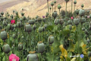 لزوم بازگشت به کشت قانونی خشخاش برای تولید دارو