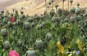 لزوم بازگشت به کشت قانونی خشخاش برای تولید دارو
