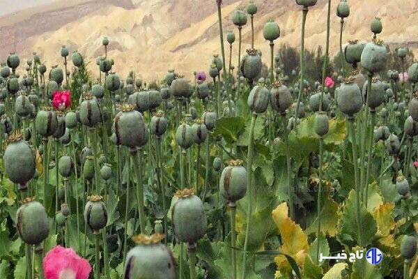 لزوم بازگشت به کشت قانونی خشخاش برای تولید دارو