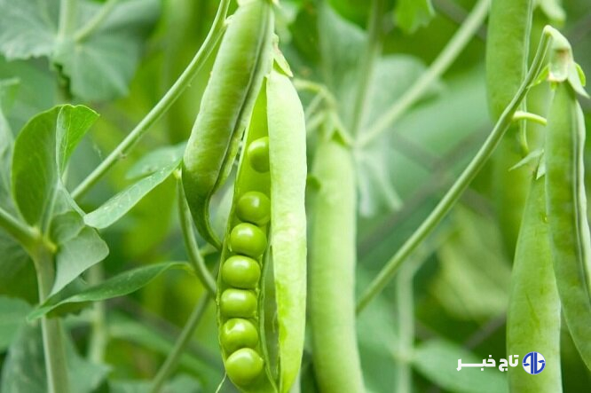 کشت آسان و برداشت فراوان؛ مکانیزاسیون تولید را دو برابر کرد!