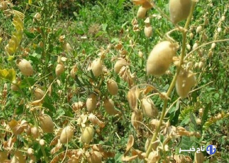 کشت ۱۰ هزار هکتار نخود دیم در هشترود