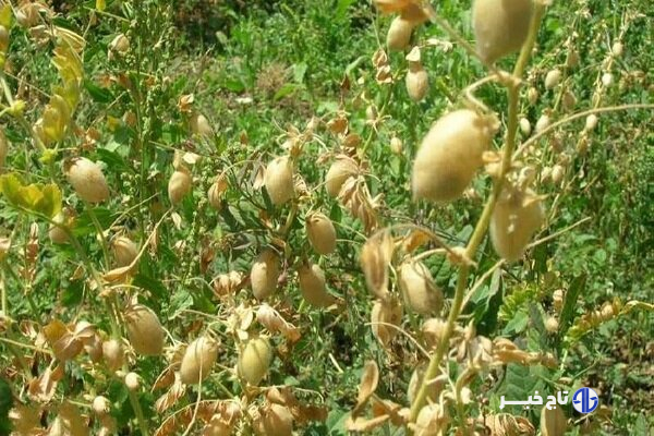 کشت ۱۰ هزار هکتار نخود دیم در هشترود