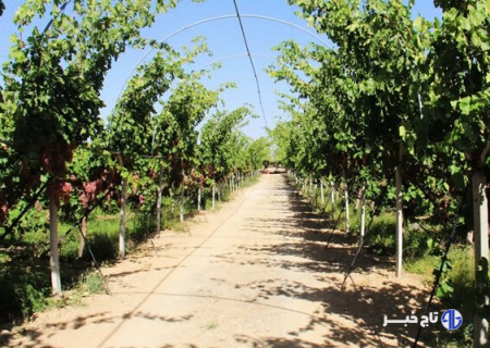 اجرای طرح اصلاح و احیای باغات انگور در چهارمحال و بختیاری