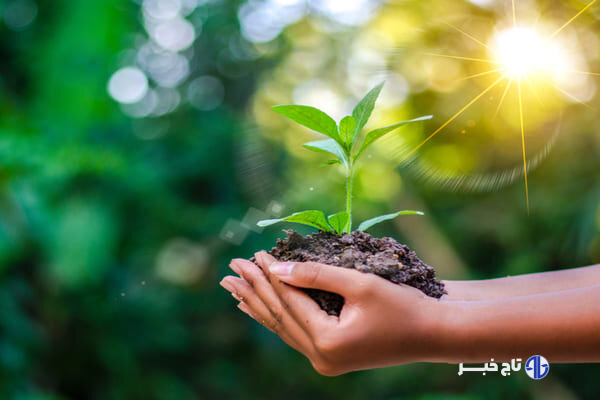 تولید بیش از ۶ میلیون اصله نهال توسط بخش خصوصی در لرستان
