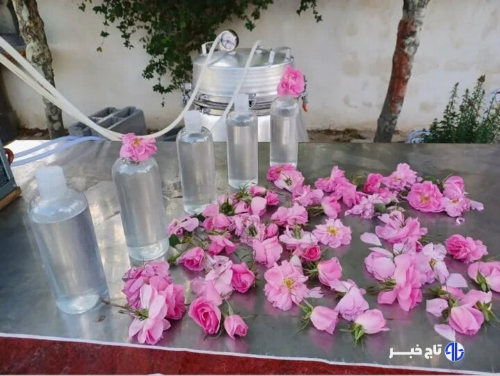 ثبت آئین گلاب‌گیری بروجرد در فهرست رویدادهای گردشگری ایران