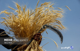 سال زراعی سخت برای لرستان؛ خسارت ۱۰ همتی به بخش کشاورزی