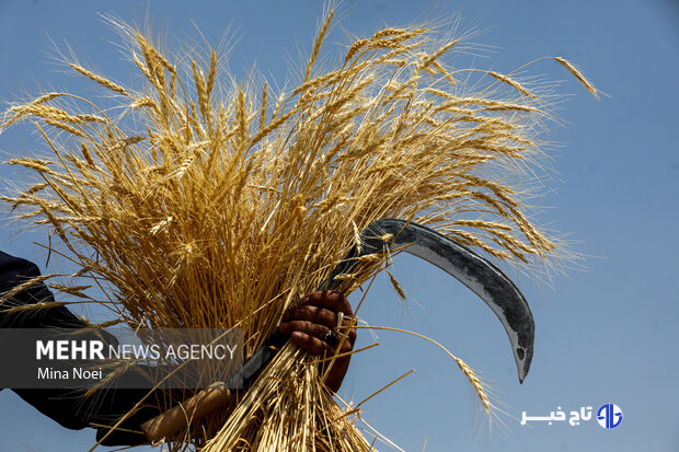 سال زراعی سخت برای لرستان؛ خسارت ۱۰ همتی به بخش کشاورزی