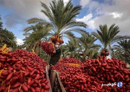 پیش بینی برداشت ۳۱۵۰ تن خرما در خراسان جنوبی؛ استان در رتبه ۹ تولید