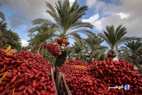 پیش بینی برداشت ۳۱۵۰ تن خرما در خراسان جنوبی؛ استان در رتبه ۹ تولید