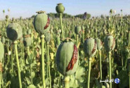کنکاش کشت خشخاش در ایران برای تولید داروهای حیاتی