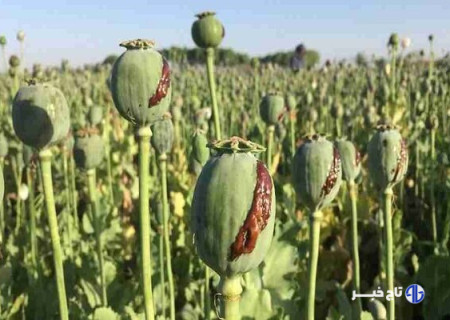 کنکاش کشت خشخاش در ایران برای تولید داروهای حیاتی