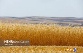 ۳۲۰۶ میلیارد تومان از مطالبات گندمکاران پرداخت شد