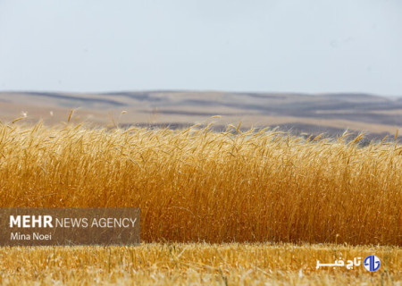 ۳۲۰۶ میلیارد تومان از مطالبات گندمکاران پرداخت شد